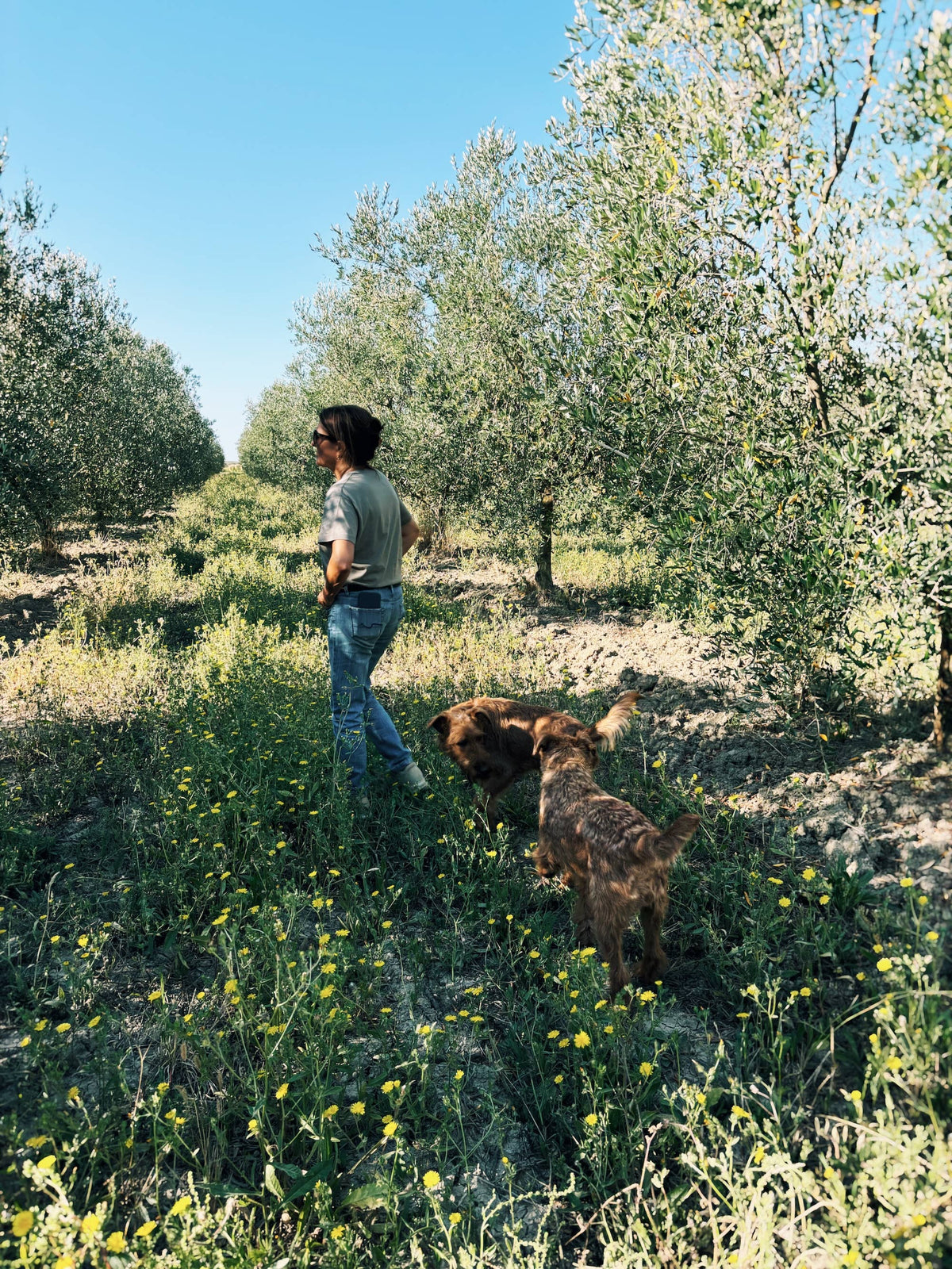 Italian Single Estate Extra Virgin Olive Oil
