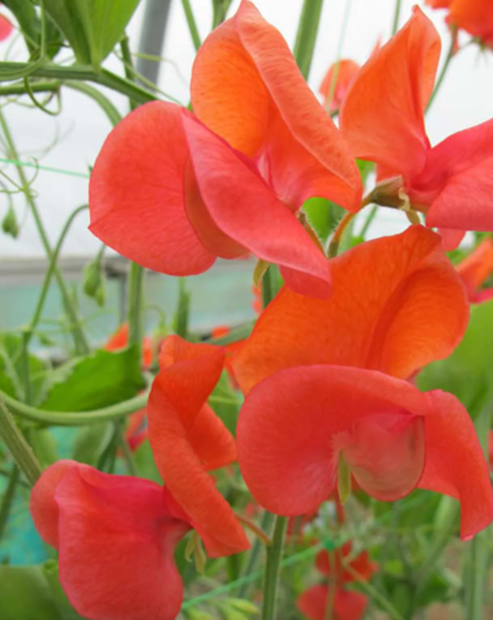 Sweet Pea &#39;Prince of Orange&#39; Seeds