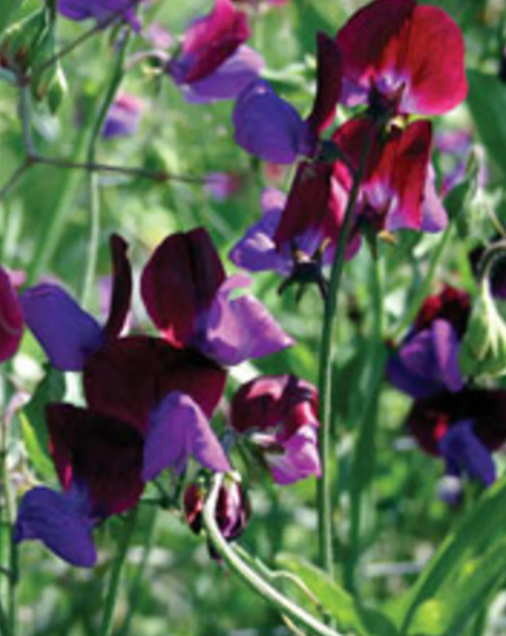 Sweet Pea &#39;Matcuna&#39; Seeds