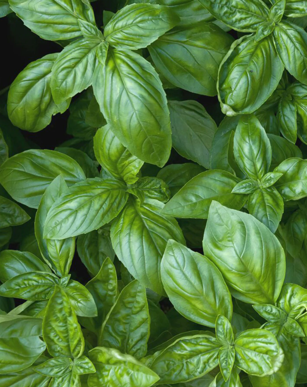 Basil Sweet Genovese Seeds – 30,000 Bulk Heirloom Seeds – Garden Herb, Non-GMO