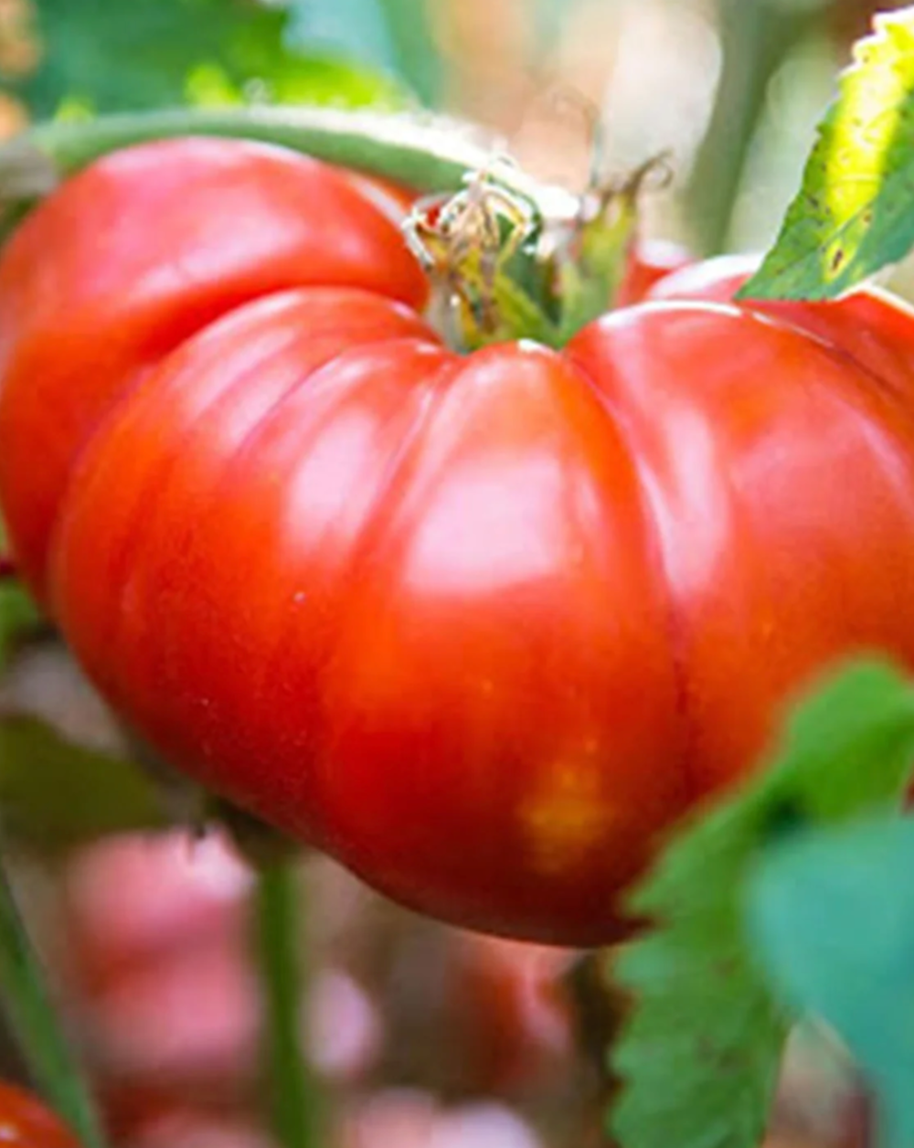 Tomato &#39;Marmande&#39; Seeds